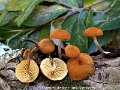 Flammulaster limulatoides-amf2000
